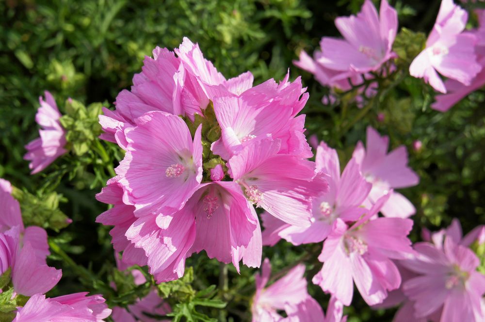 Malva.