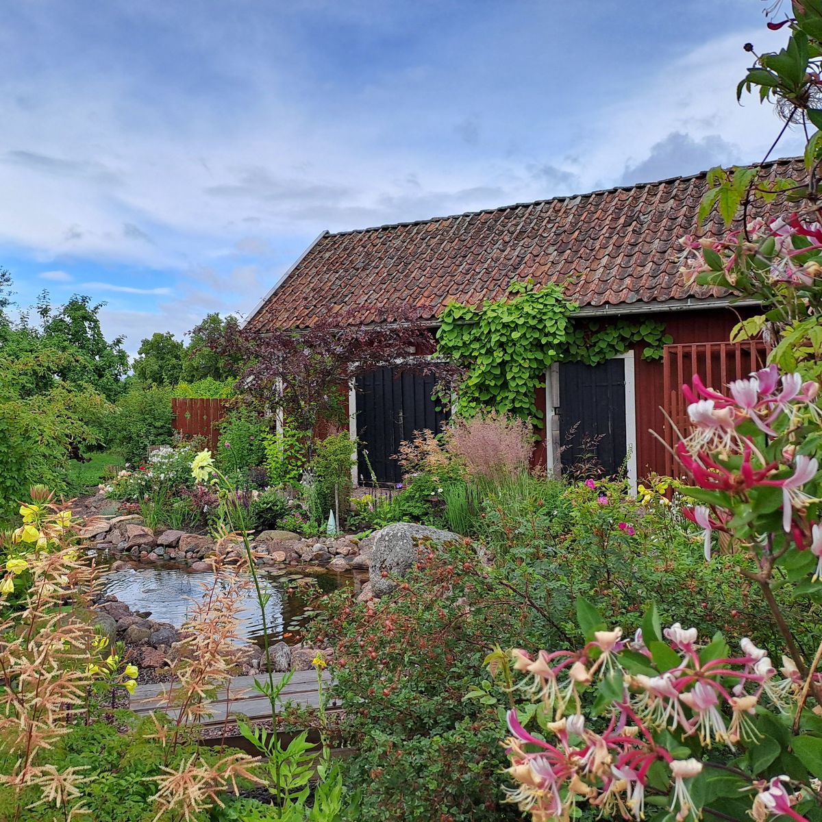 Blomstrande trädgård med liten damm och klättrande växter på röd ladugård