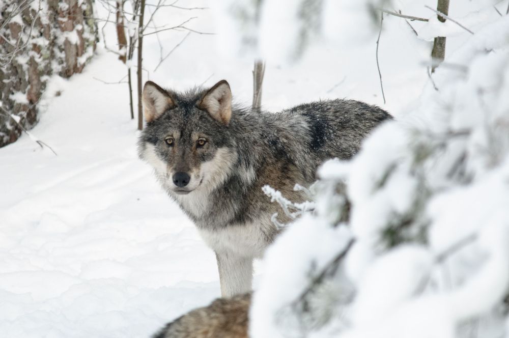 Jakten på varg kommer att pågå som längst fram till den 15 februari.