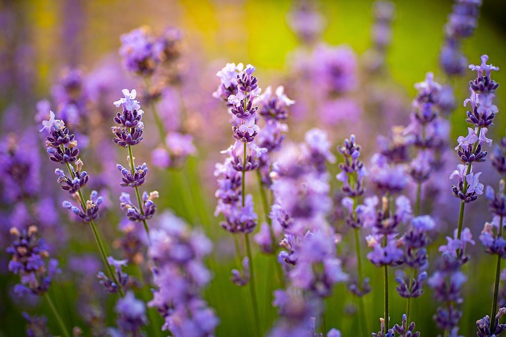 Lavendel.