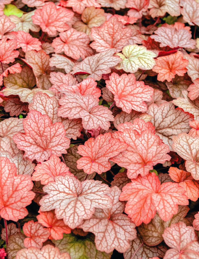 Alunrot, Heuchera. Just den här, persikofärgade heter 'Georgia Peach'. Foto: IBL.