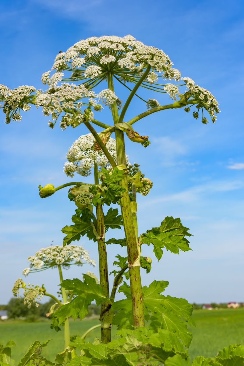 Hög grön jätteloka med vita blomklasar mot blå himmel på åker