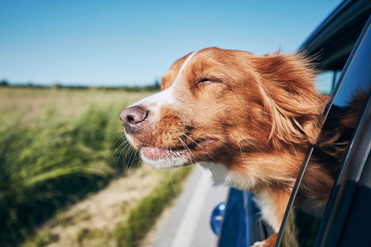 Hund njuter av fartvinden med huvudet ut genom bilfönstret en solig dag