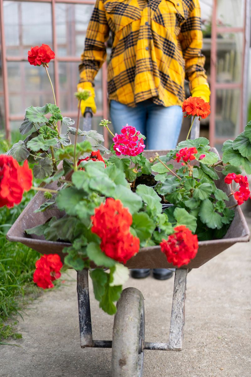 Person skjuter en skottkärra full med röda pelargoner på en trädgårdsgång