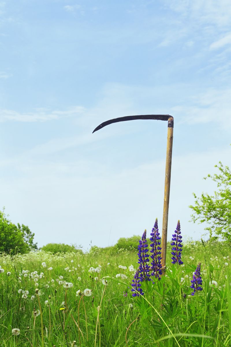 Lie står i sommaräng med lupiner och maskrosor under blå himmel