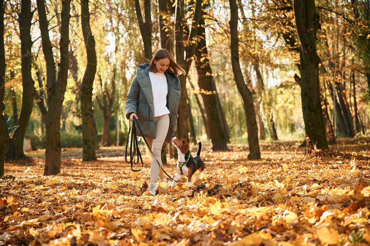 Kvinna promenerar med hund i solig höstskog fylld av fallna löv