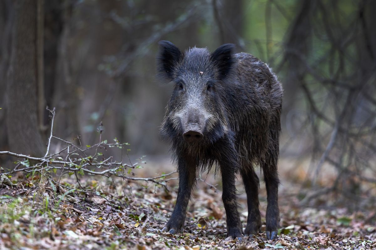 Vildsvin står bland löv och grenar i en skog
