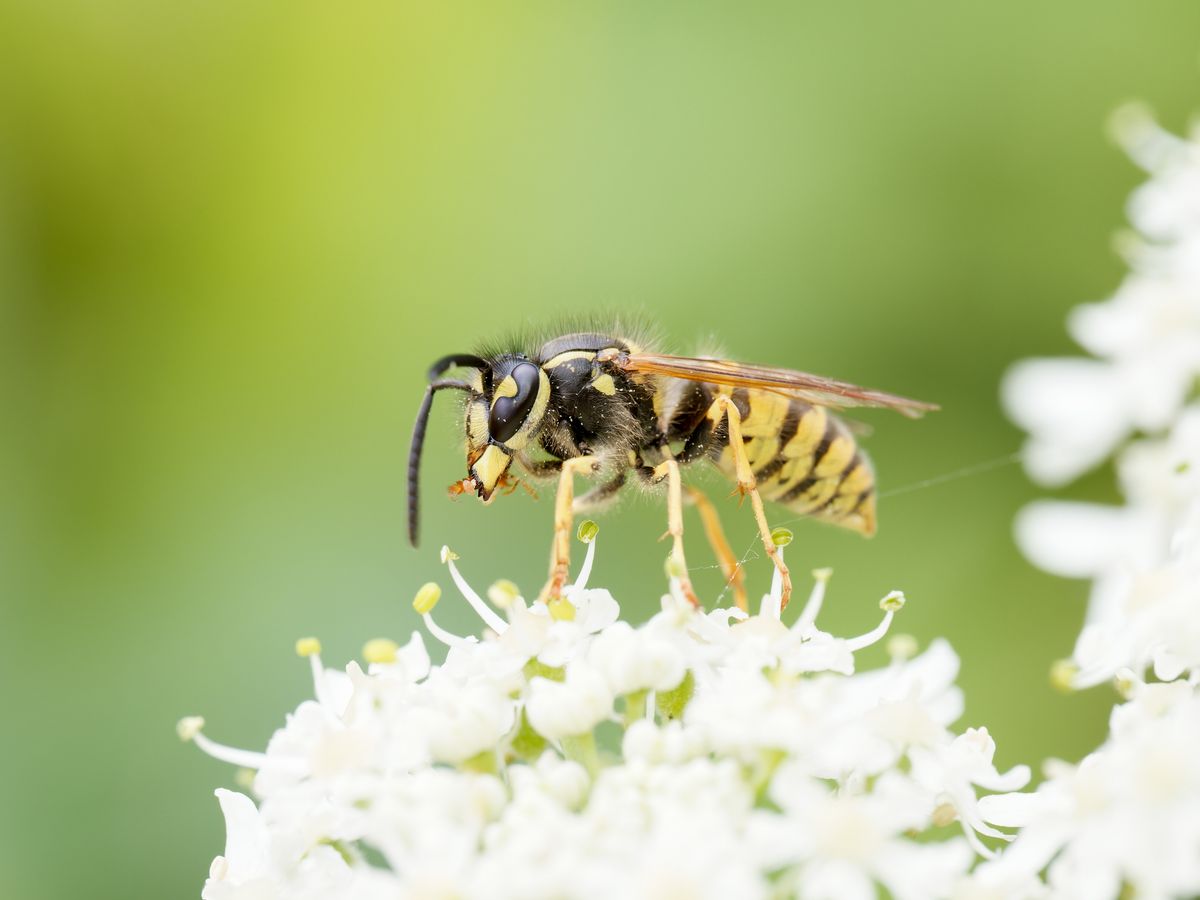 Närbild på en geting som sitter på en vit blomma mot suddig grön bakgrund