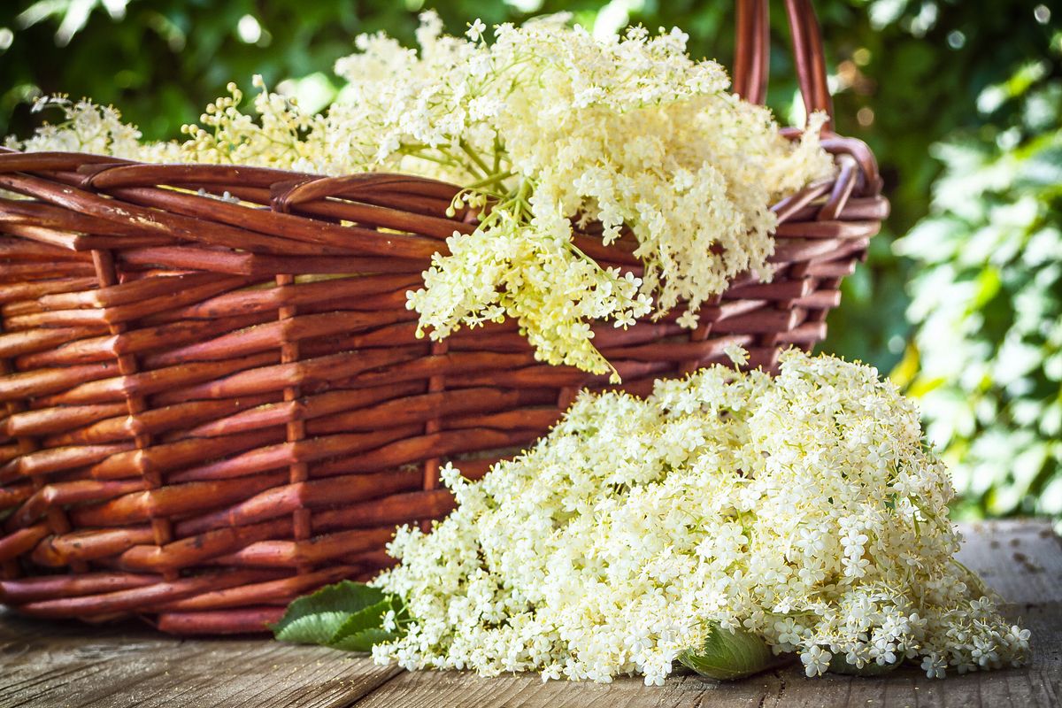 Flätad korg fylld med nyplockade fläderblommor på ett träbord utomhus