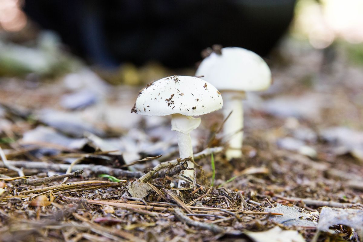 Små vita svampar i skogsmiljö med jord, pinnar och barr runtom