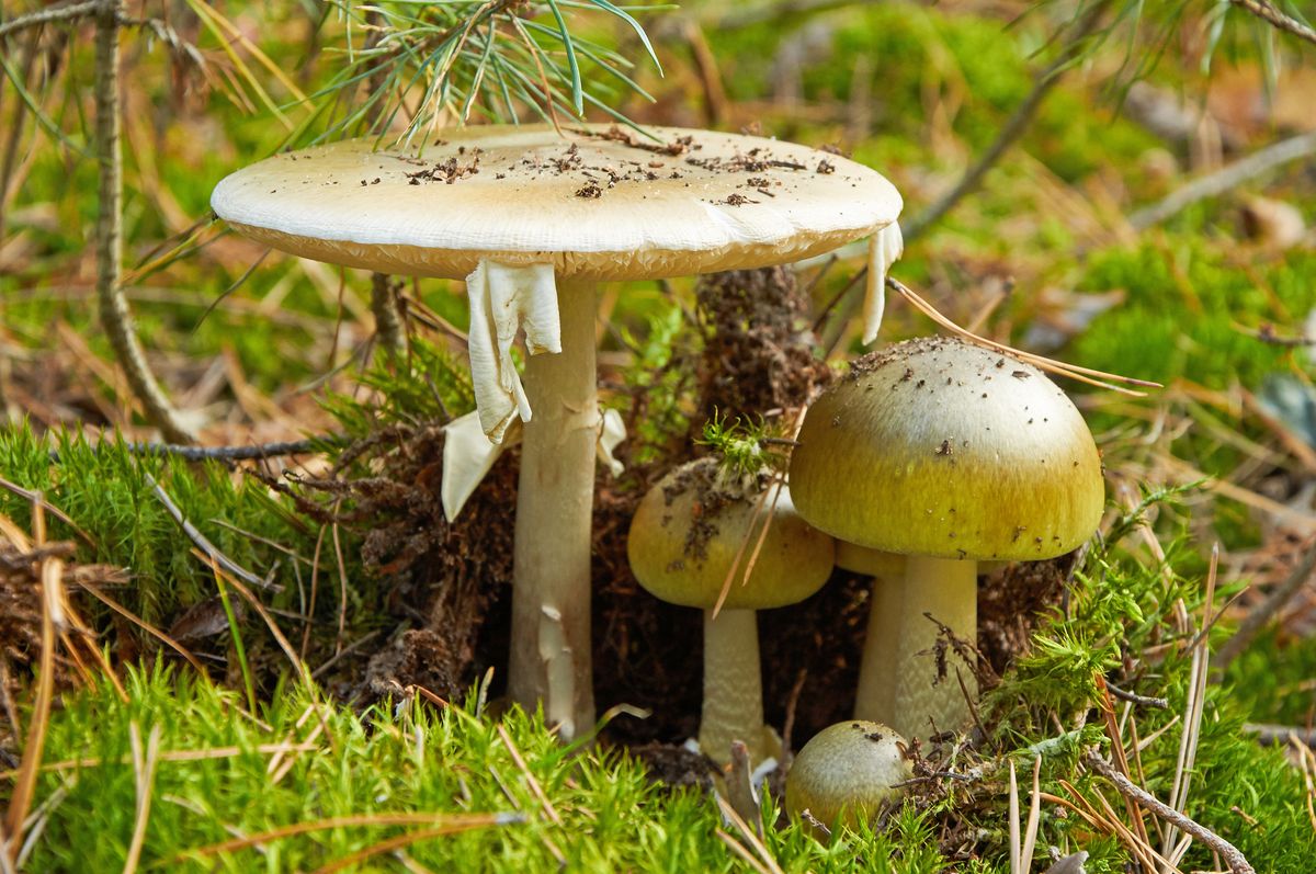 Giftiga gröna flugsvampar bland mossa och barr i skogen