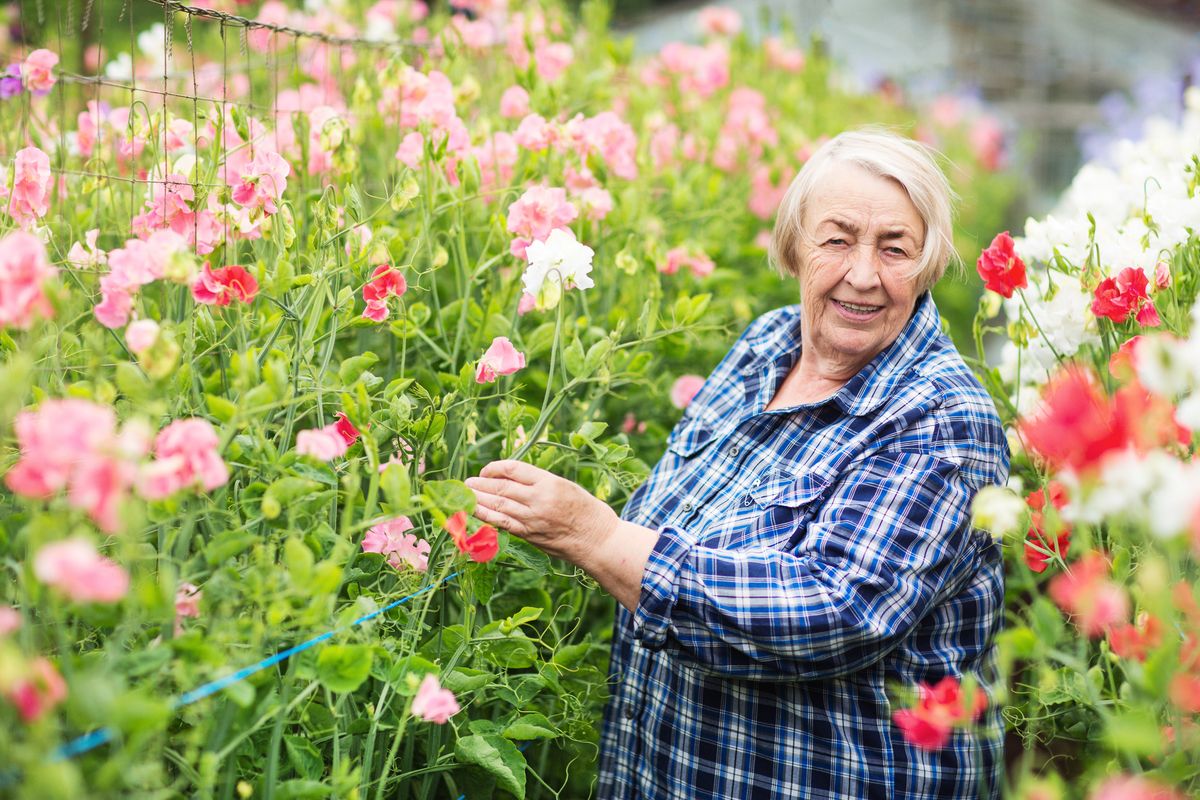 Äldre kvinna i rutig skjorta plockar färgglada blommor i trädgård