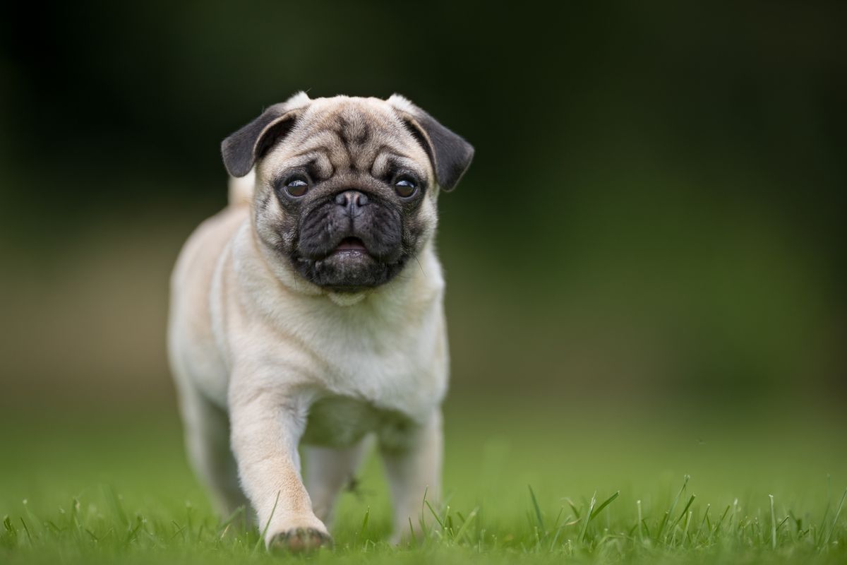Mops i närbild.