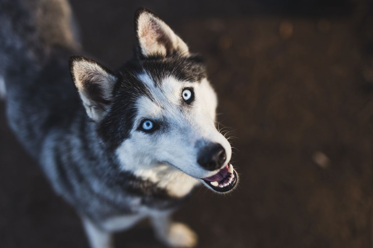 Siberian husky i närbild.