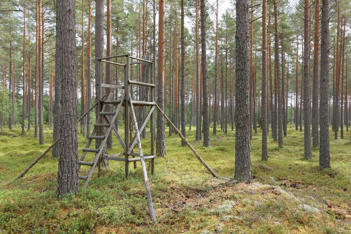 Jakttorn i tallskogen.
