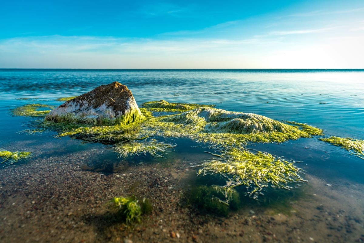 Sten i havet med påväxter.