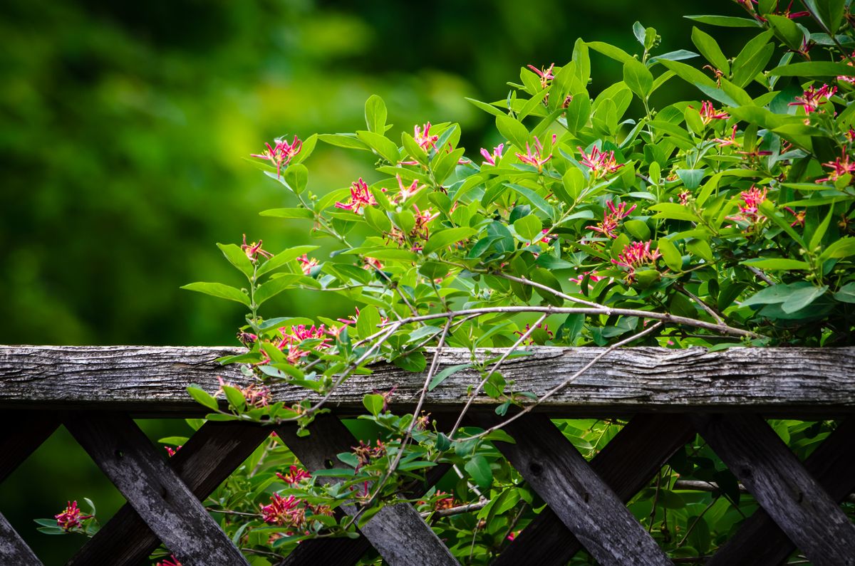 Gröna buskar med små rosa blommor som växer över ett gammalt trästaket