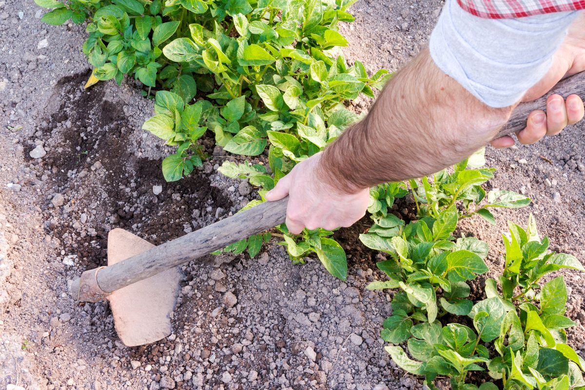 Person luckrar jorden runt gröna plantor i en trädgårdsodling