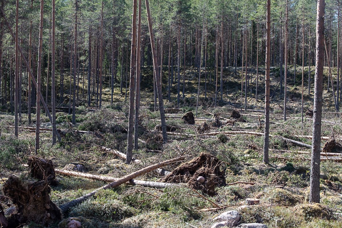 Stormskadad barrskog där flera tallar ligger omkullblåsta på marken.
