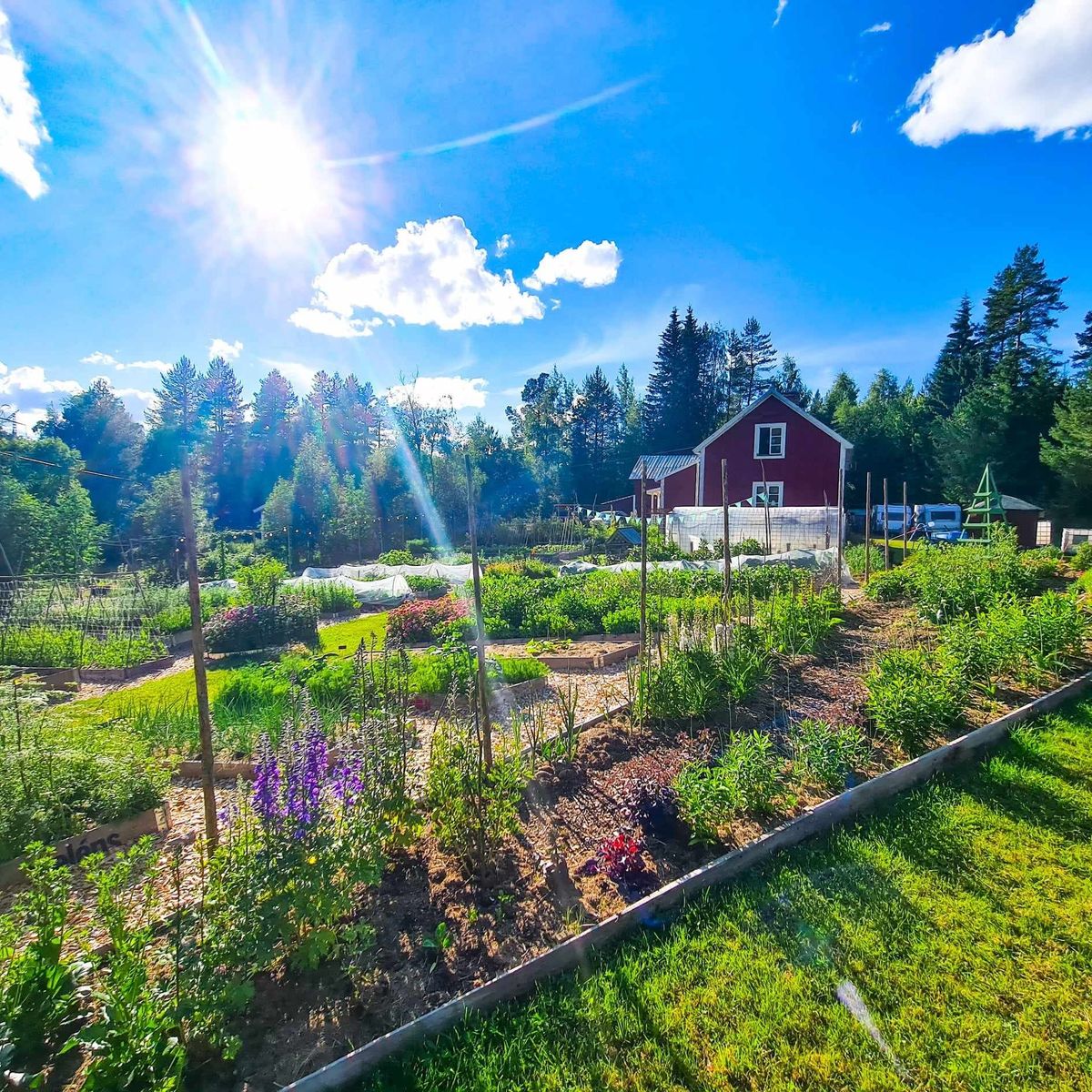 Solig sommarträdgård med odlingsbäddar framför ett rött hus på landet