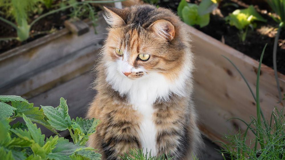 Katt i trädgård, med träpallkrage bakom sig.
