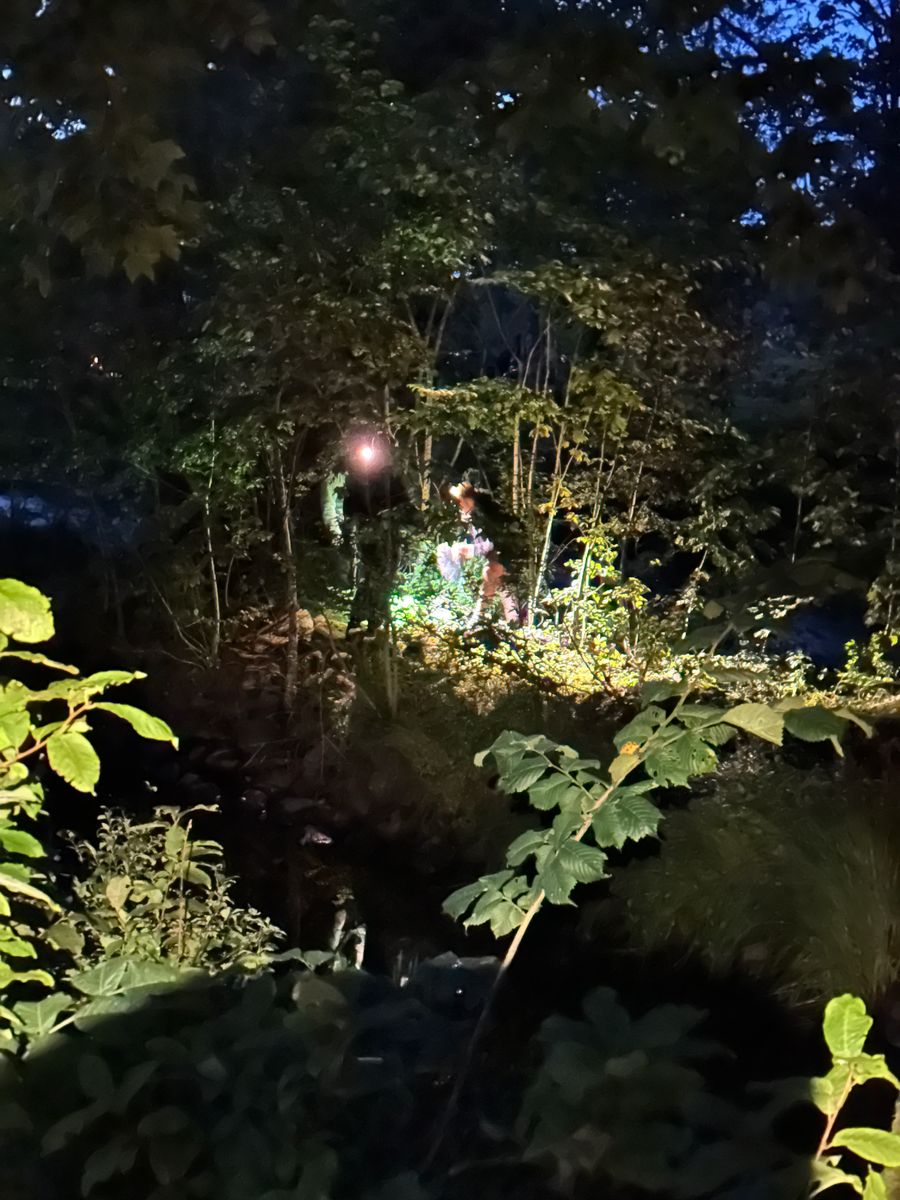 Kräftfiske i mörkret. Upplyst glänta i mörk skog där en person står omgiven av träd och buskar