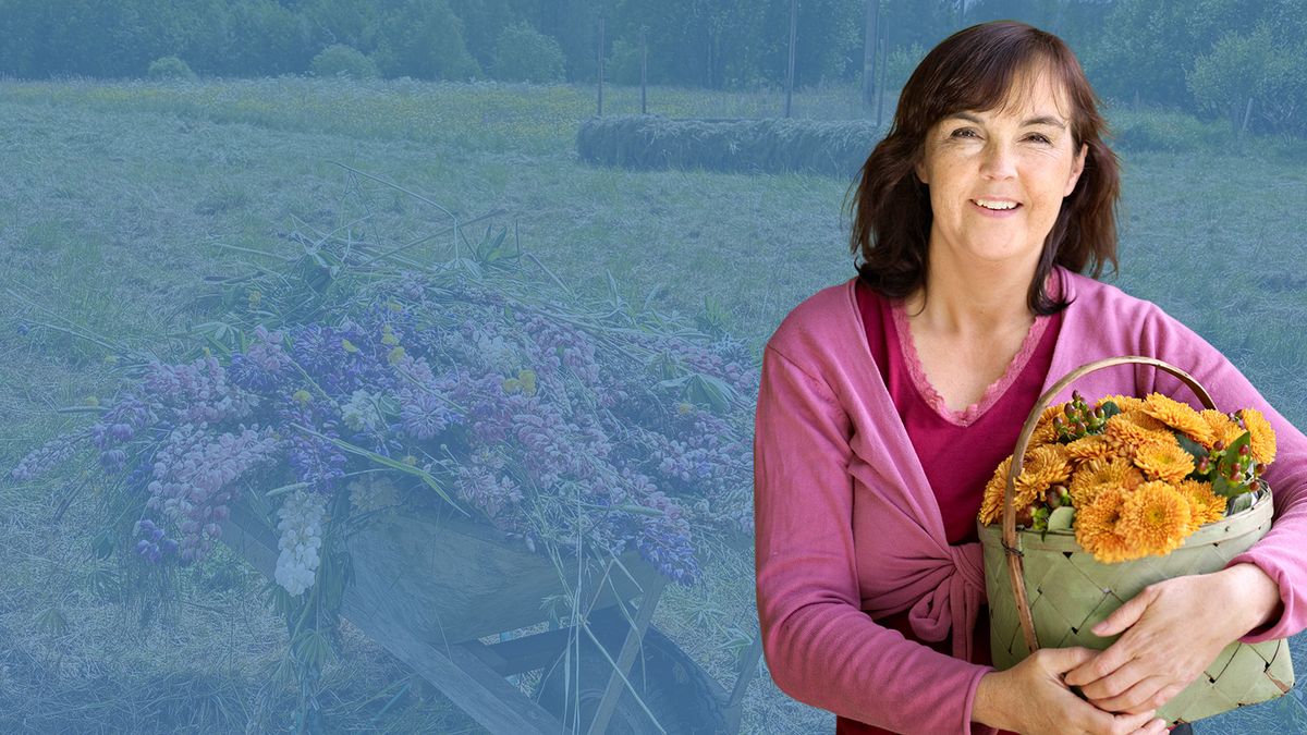 Leende Kristina håller en korg med gula blommor mot blå bakgrund på en äng med skottkärra med lupiner i bakgrunden