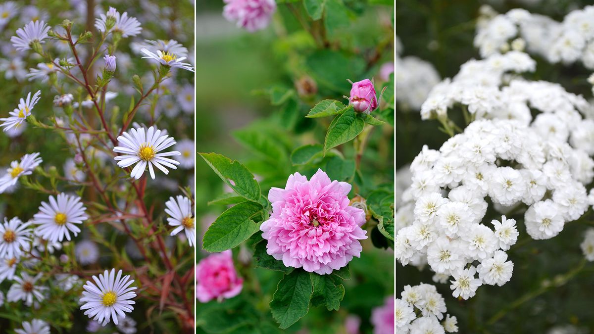 Tredelad bild med vita och rosa trädgårdsblommor i närbild