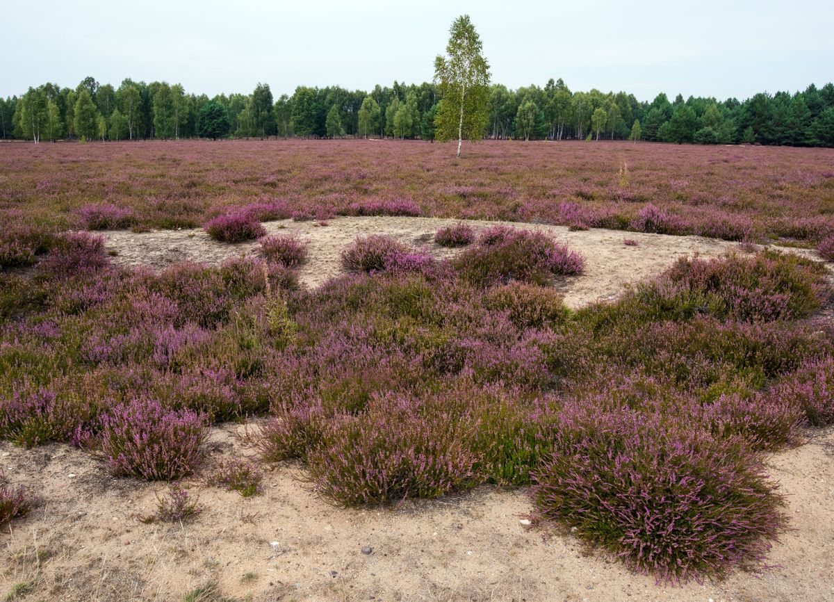 Hedlandskap med lila ljung, sandfläckar och en ensam björk framför skog