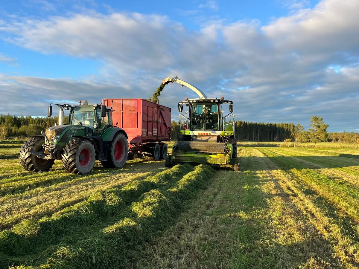 Traktor och skördemaskin samlar in ensilage på grön åker