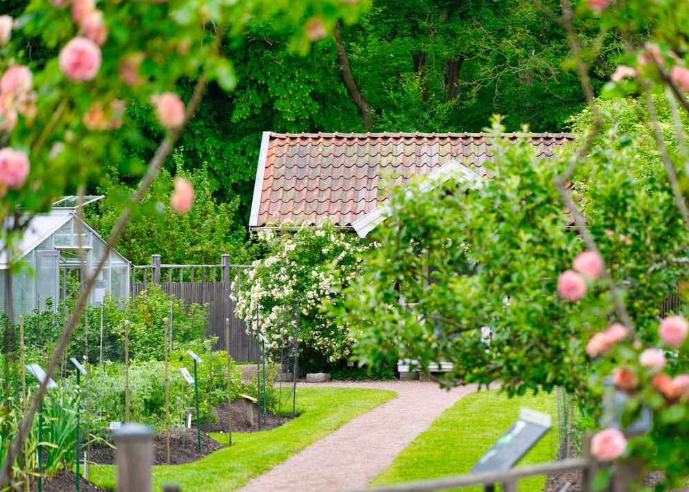 Trädgård.