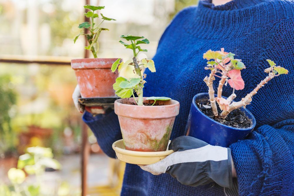 Kvinna med ansiktet ur bild bär på krukor med pelargoner.