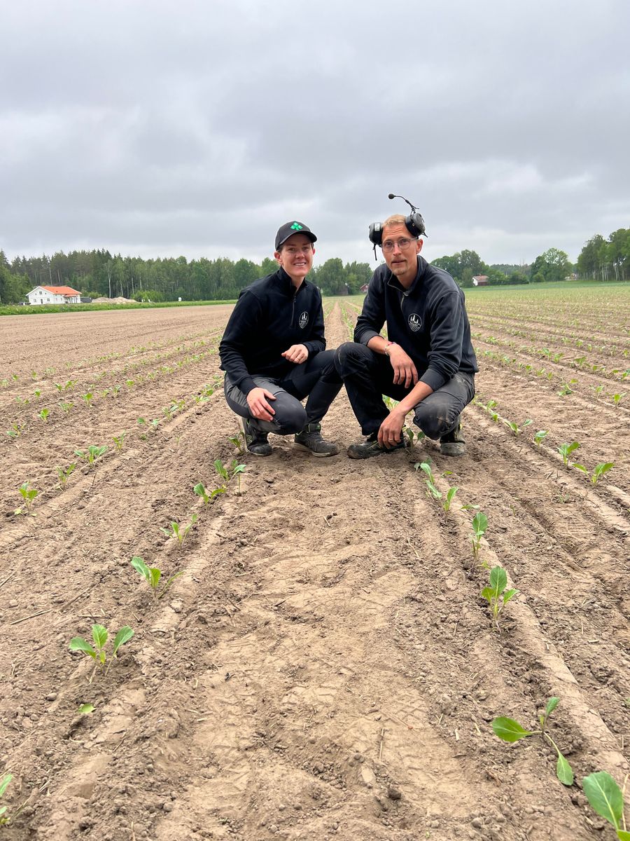 Två personer hukar i en åker med nyplanterade gröna plantor under mulen himmel