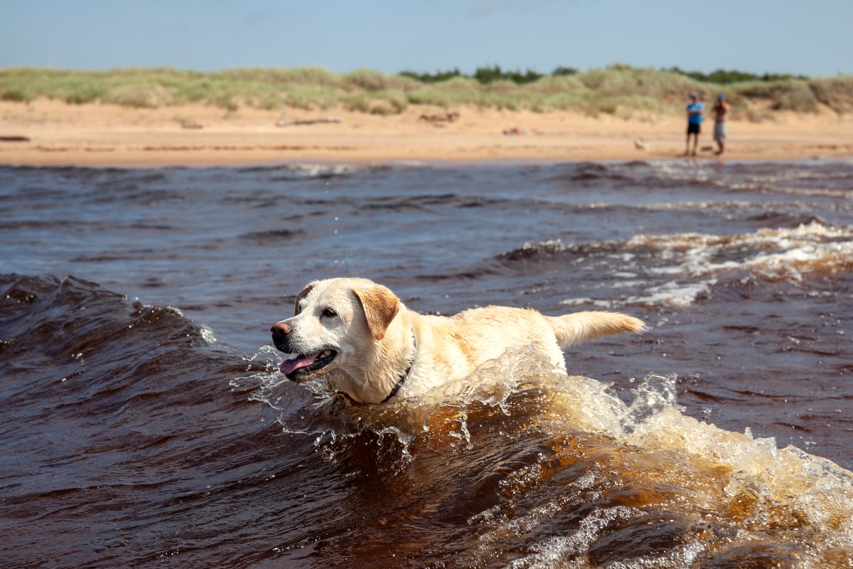 Så tar du hand om hunden i sommarvärmen.