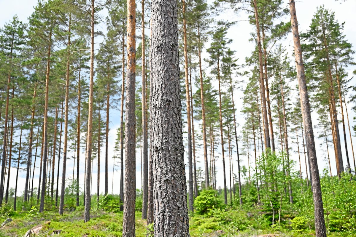 Tallskog med en grov stam i fokus och gröna träd i bakgrunden