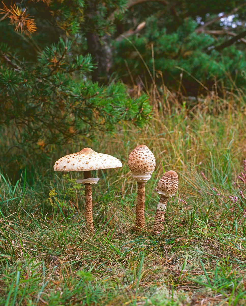Stolt fjällskivling, Macrolepiota procera