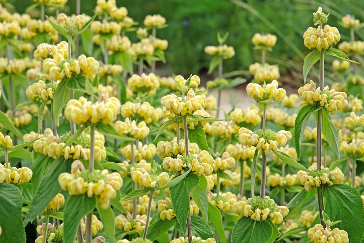 Lejonsvans: Gula kransblommor på höga stjälkar omgivna av frodiga gröna blad