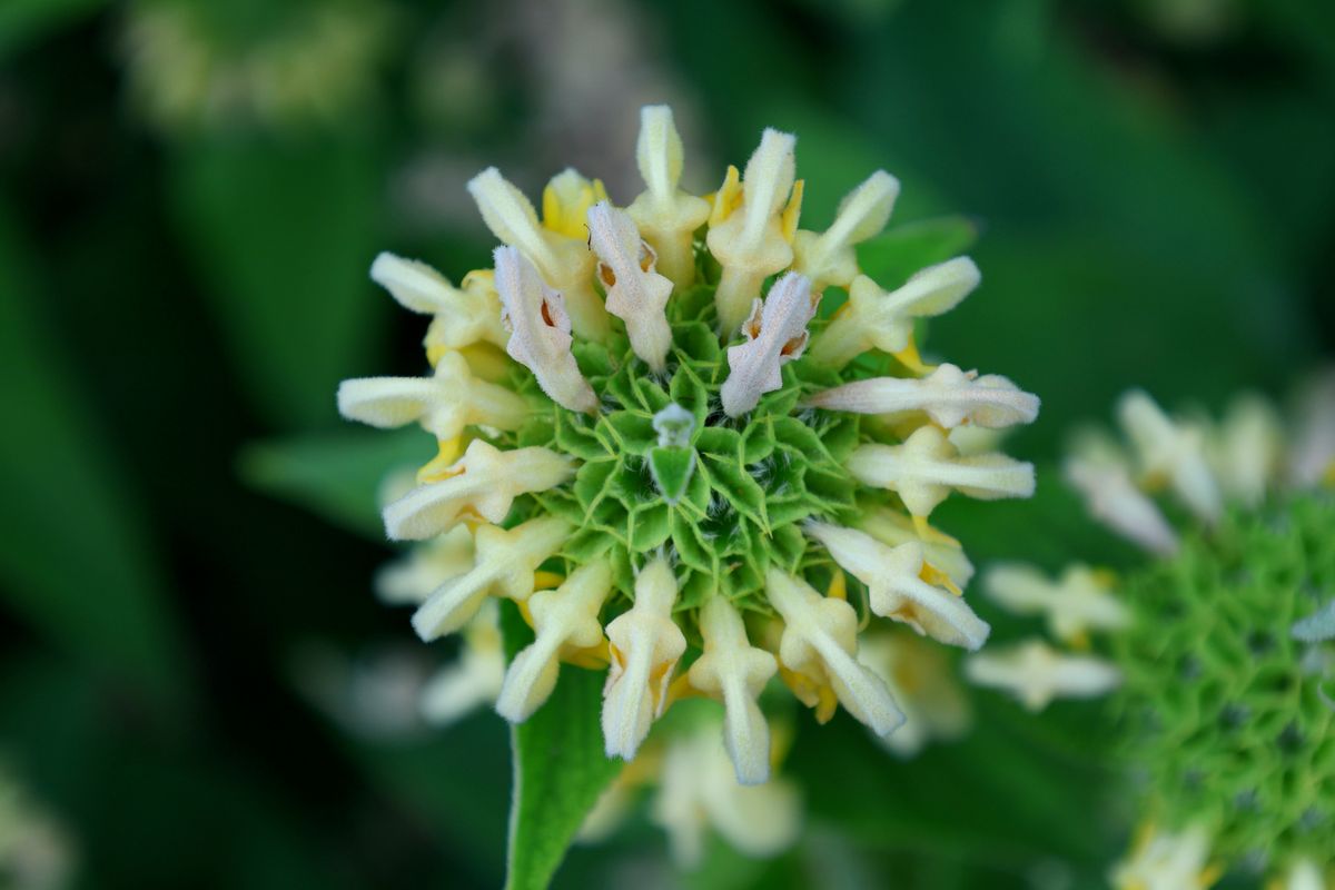 Symmetrisk lejonsvans, blomma i grönt och vitt fotograferad i närbild ovanifrån
