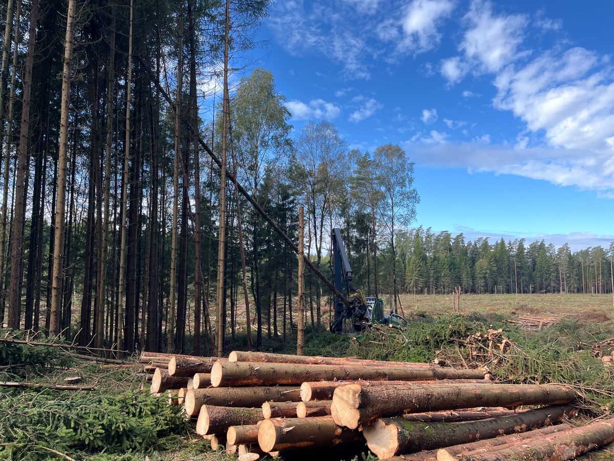 Avverkning i skog med skördare och staplade timmerstockar under blå himmel