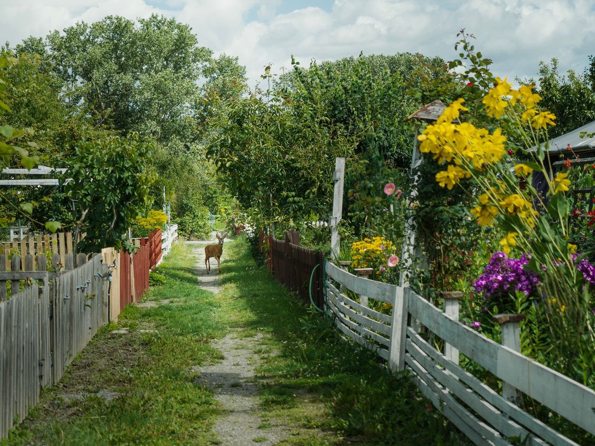 Rådjur står på smal stig mellan frodiga trädgårdar med färgglada blommor