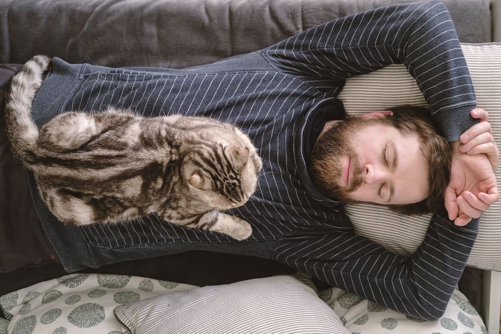 Man tar en tupplur på soffan med en katt på magen.