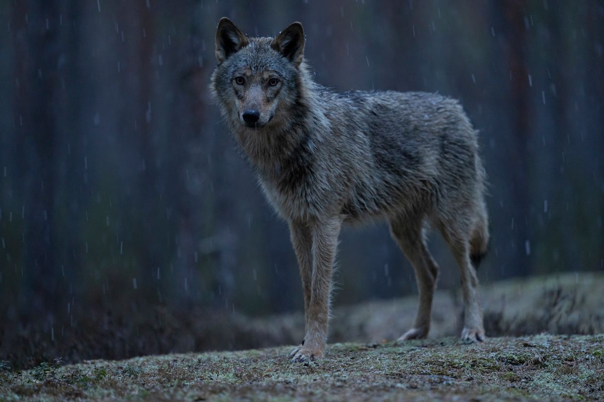 Varg står på mossig mark i mörk skog medan regnet faller