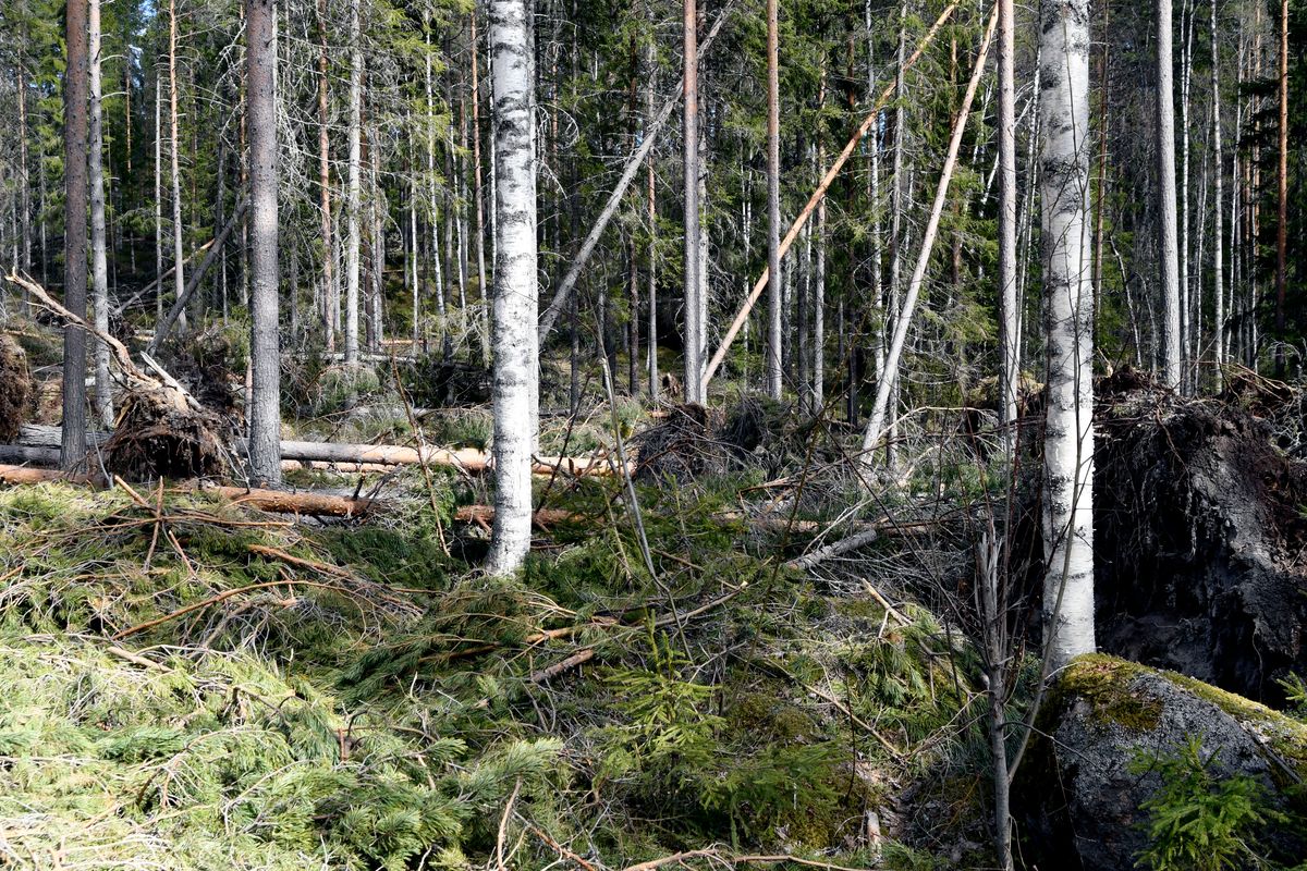 Stormfälld skog med omkullblåsta träd och rotvältor bland stående stammar