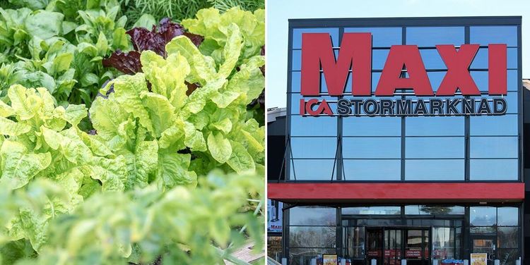 Ica hjälper bönderna – säljer kantbränd sallad