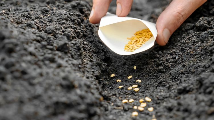 Nu öppnar landets fröbibliotek!