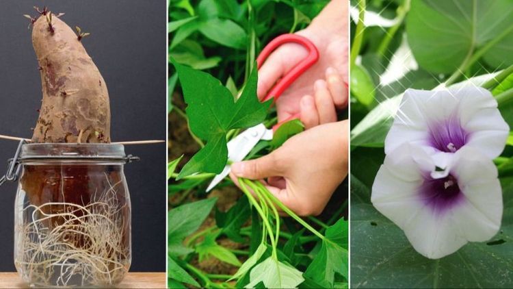 Grodda sötpotatis i fönstret – allt du behöver veta för att lyckas