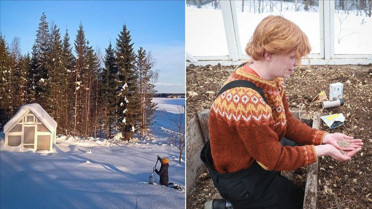 Februari hos Anne: Dags att så spenaten i snön