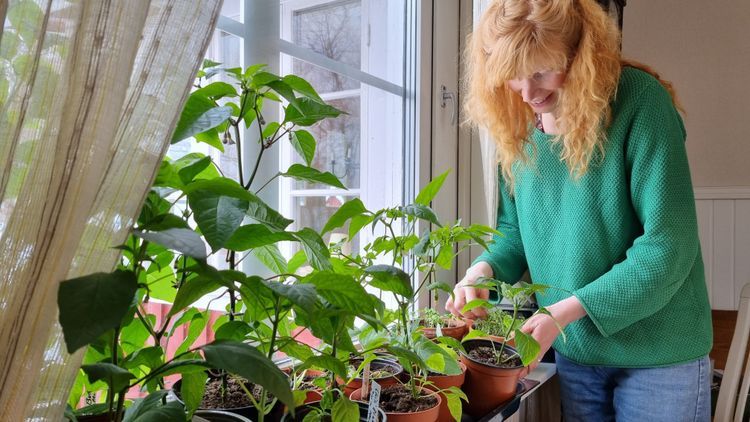 April i norr: Förodling på 3 sätt i zon 6