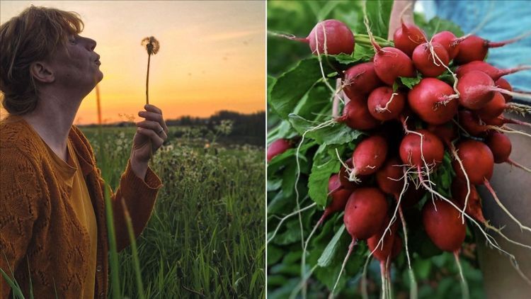 Juni: Nattens ljus gödslar både folk och plantor