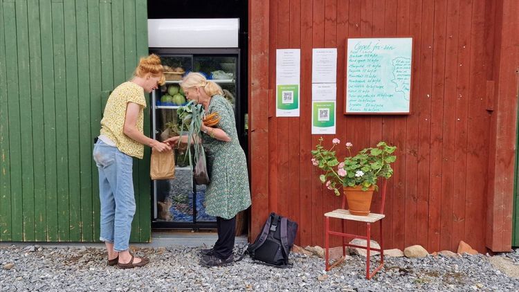 Odla i norr: Så säljer du dina hemodlade grönsaker